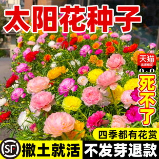太阳花种孑重瓣花种籽格桑花花籽百日草庭院四季开花种植易活种子
