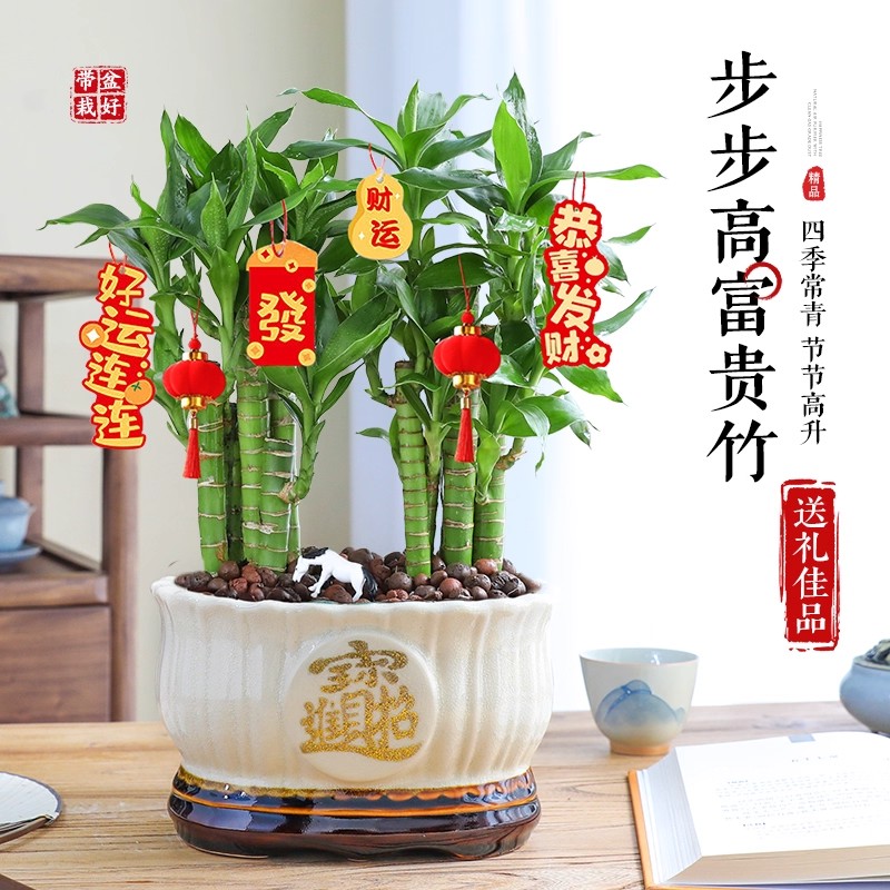 步步高富贵竹盆栽花卉植物观音竹