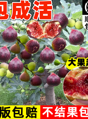 无花果苗盆栽果树苗波姬红巴劳耐格莱斯紫色波尔多BNR丰产黄斯特