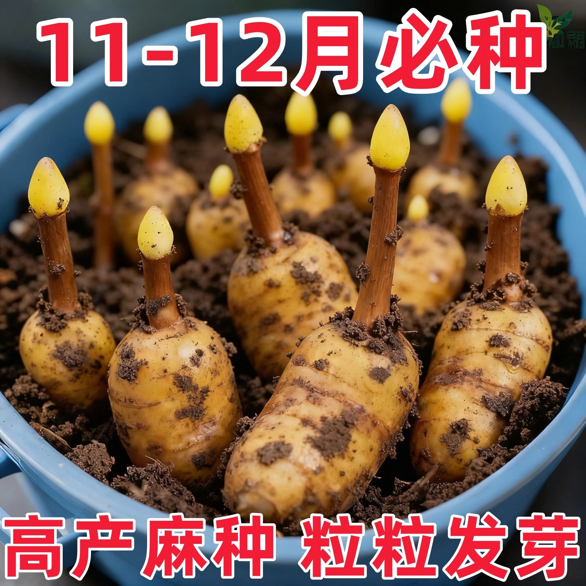 【正宗天麻种子】四季种植盆栽阳台秋冬种植高产蔬菜种子高发芽率,鲜花速递/花卉仿真/绿植园艺,家庭园艺种子,淘宝优惠券,粉丝福利购,淘宝优惠卷