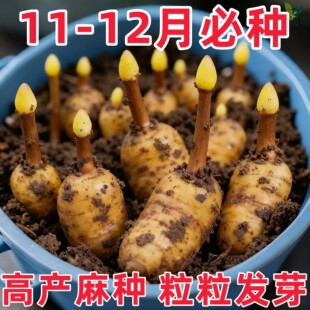 【正宗天麻种子】四季种植盆栽阳台秋冬种植高产蔬菜种子高发芽率