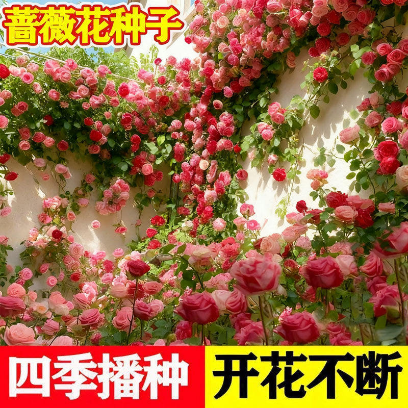 爬藤蔷薇花种子日本无刺蔷薇嫁接玫瑰藤本月季红刺玫黄刺玫种子