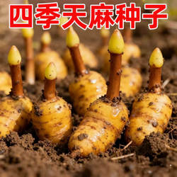 高产天麻种子高发芽率秋冬种植2025新高产蔬菜种子乌红天麻种籽子