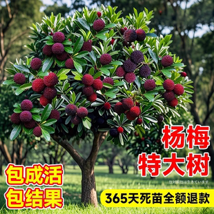 正宗东魁特大杨梅树苗嫁接苗仙居杨梅树南北方种植盆地栽当年结果