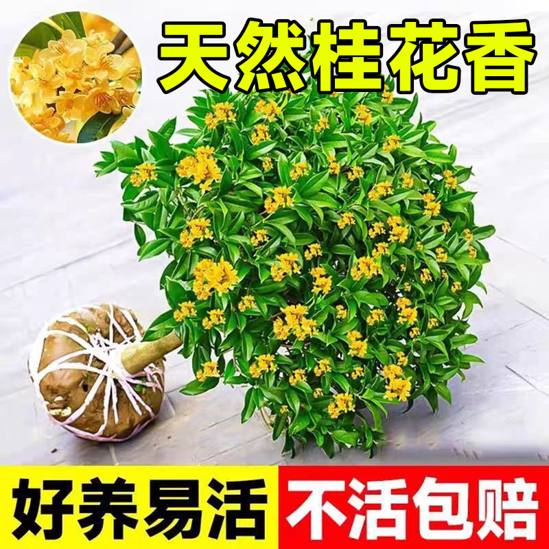 桂花树苗大树丹桂金桂浓香