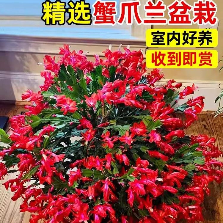 蟹爪兰盆栽带花苞多肉绿植物好养君子兰嫁接蟹爪莲室内花卉客厅,鲜花速递/花卉仿真/绿植园艺,造型盆景,淘宝优惠券,粉丝福利购,淘宝优惠卷