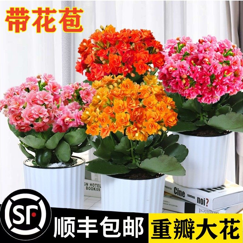 长寿花盆栽重瓣大花花苗开花花苞室内阳台绿植多肉鲜花花卉金狐狸