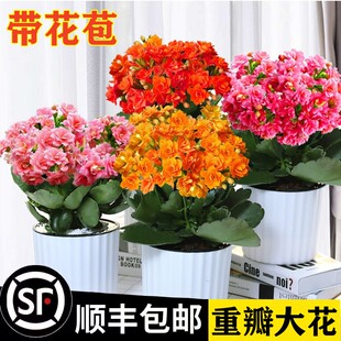 长寿花盆栽重瓣大花花苗开花花苞室内阳台绿植多肉鲜花花卉金狐狸