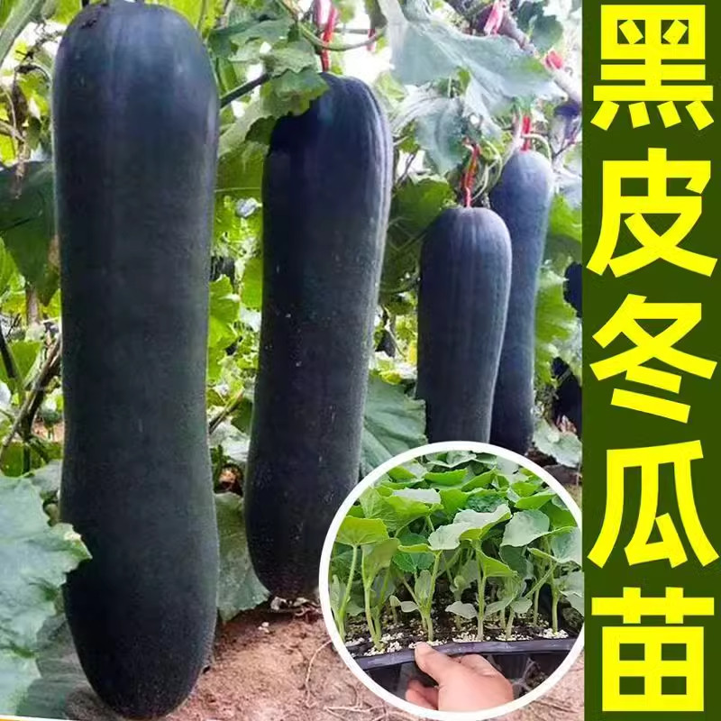 黑皮大冬瓜种子种籽苗四季盆栽南方高产巨型菜东瓜蔬菜孑秧苗,鲜花速递/花卉仿真/绿植园艺,家庭园艺种子,淘宝优惠券,粉丝福利购,淘宝优惠卷