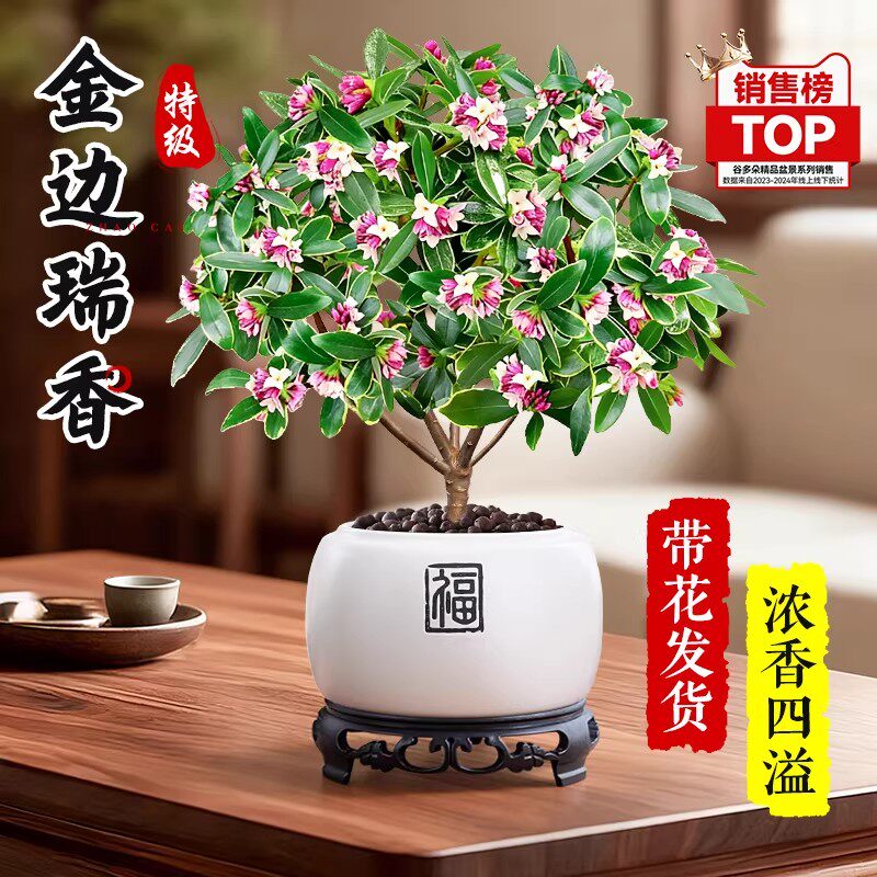特级大盆金边瑞香盆栽绿植带花苞室内桌面花卉植物好养活多季开花