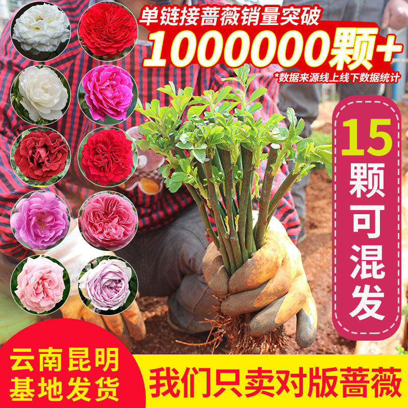 云南直发10棵蔷薇花苗爬藤夏季易活藤本月季耐寒耐热庭院植物小苗,鲜花速递/花卉仿真/绿植园艺,时令草本花卉,淘宝优惠券,粉丝福利购,淘宝优惠卷