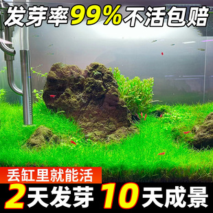 水草草籽鱼缸造景植物种子种孑养鱼养龟专用大小对叶牛毛草活真草