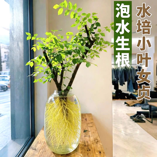 水培小叶女贞老桩室内水培花卉枯木逢春雪柳干支水培植物室内好养