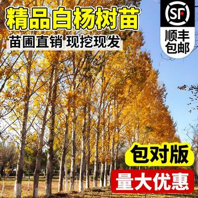 白杨树苗107速生3804速生无絮杨