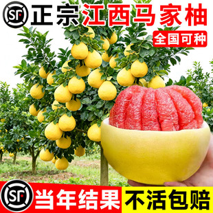 柚子树红心柚苗江西马家柚树苗嫁接果苗果树广丰盆栽地栽当年结果