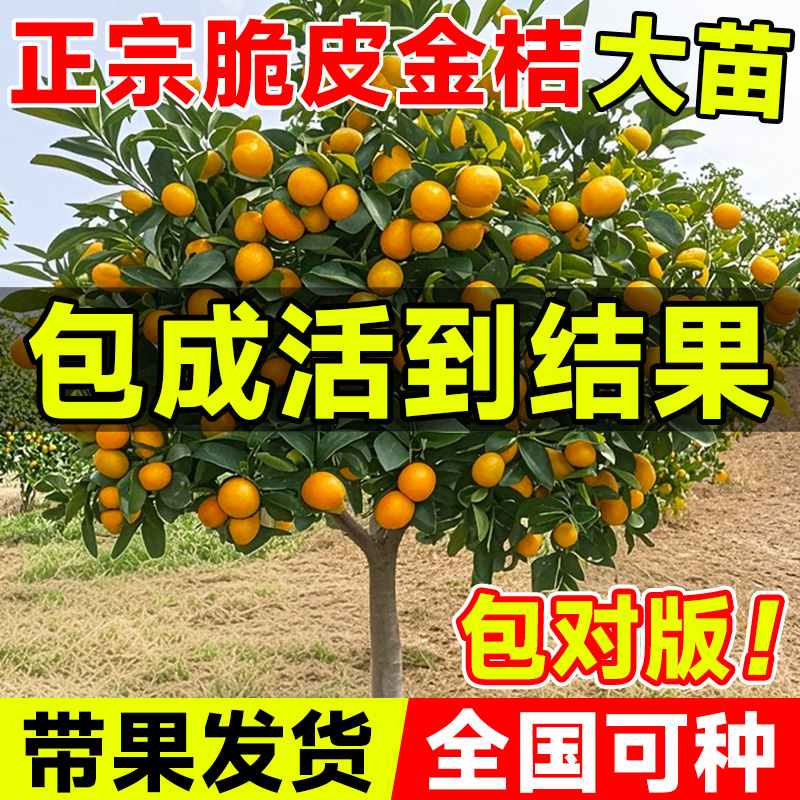 脆皮金桔带果发货盆栽树苗