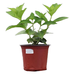 绣球花苗植物无尽夏开花好养的花四季不断盆栽花卉植物室内易养活