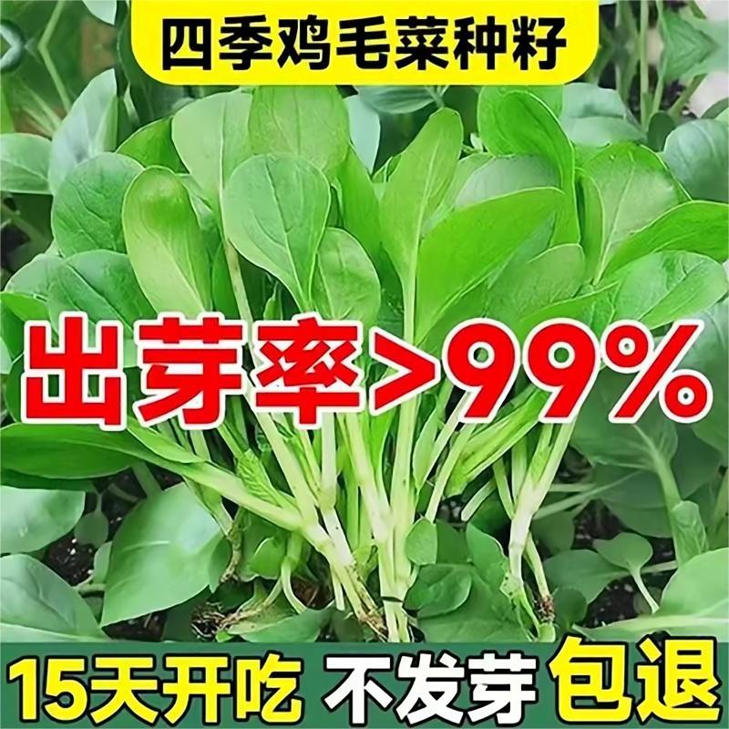 不生虫鸡毛菜种子四季播抗