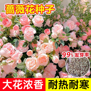 蔷薇花种籽子室外播种花籽爬墙植物易活大花卉庭院爬藤月季花种子
