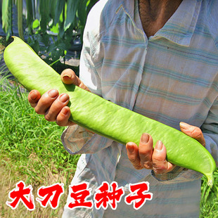 大刀豆种籽巨型大豆角大扁豆高产刀巴豆巴西豆四季豆种子蔬菜种籽