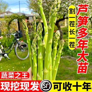 芦笋根苗带土种植苗种根种籽阳台蔬菜盆栽四季绿植多年生种子秧苗