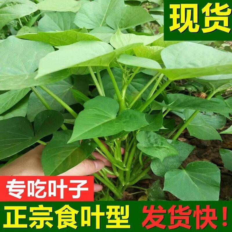 专吃叶子的红薯苗种食用红薯叶种番薯叶苕尖种苗秧地瓜食叶型秧苗