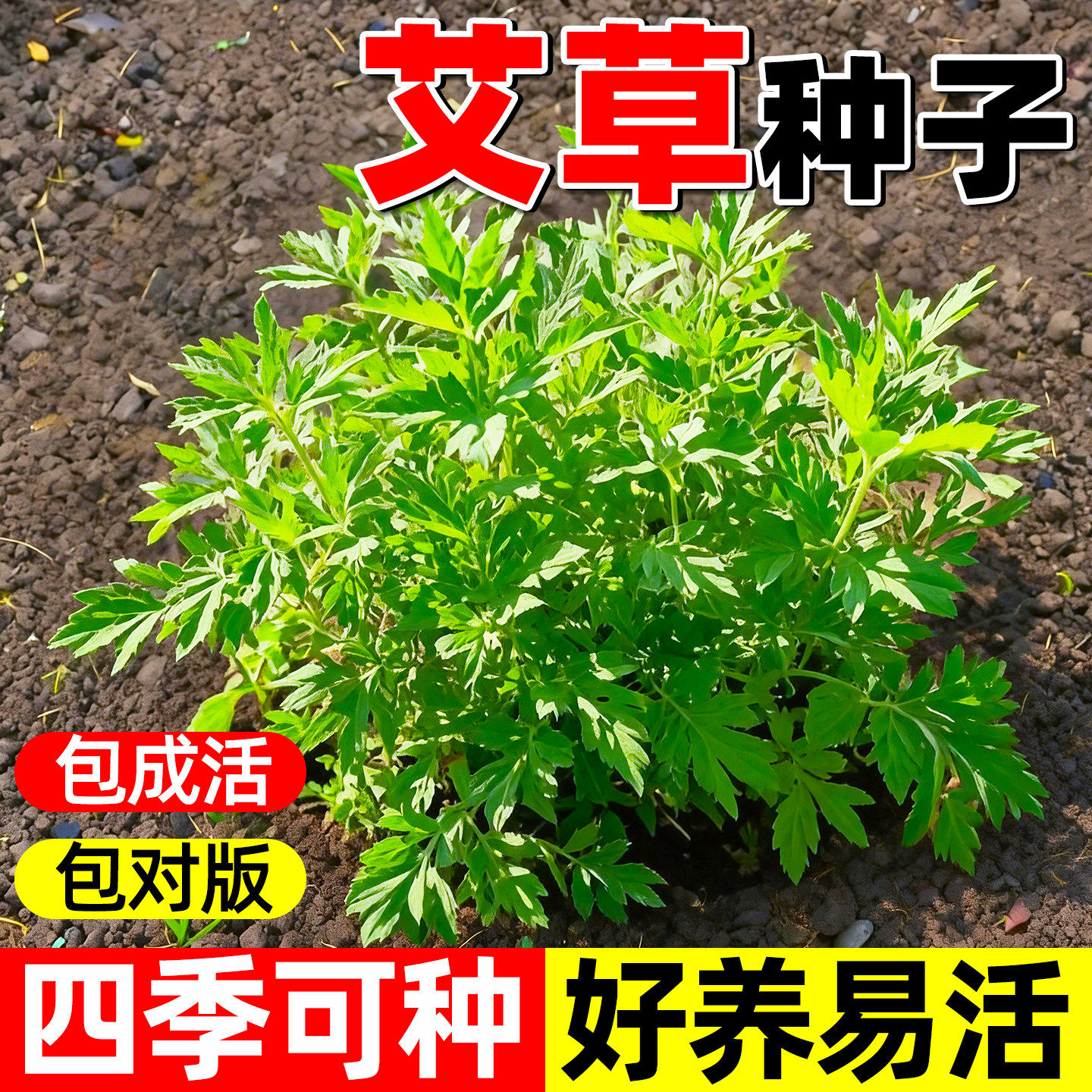 艾草种子驱蚊艾蒿四季种植野生药用大叶食用青团艾叶种子阳台庭院