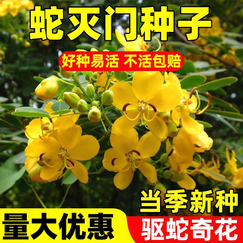 蛇灭门种子孑望江南野决明籽驱蛇虫草花种籽庭院阳台盆栽四季花卉