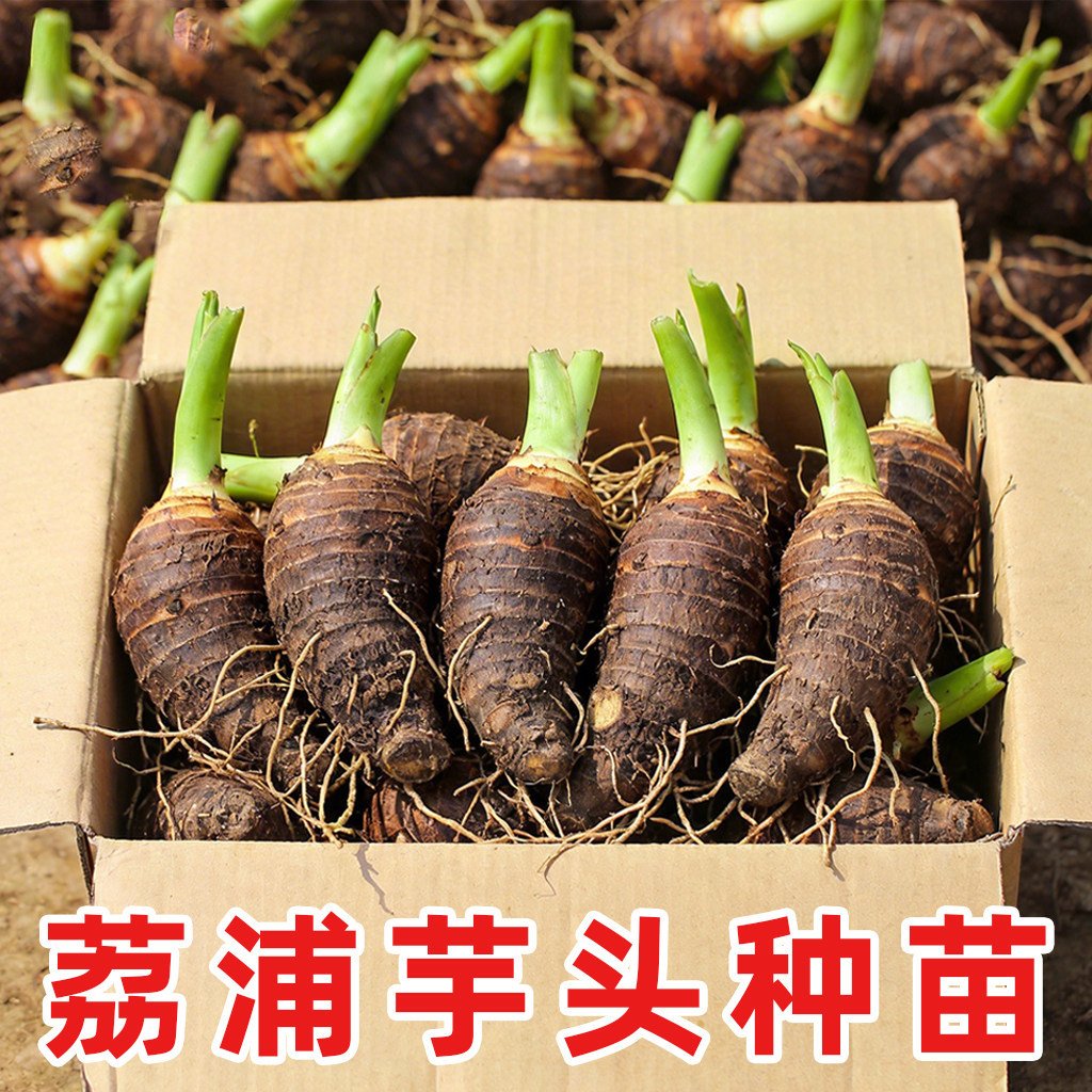 2026广西荔浦大芋头种植苗鲜蔬菜农家槟榔香芋种子苗栽培育苗种籽