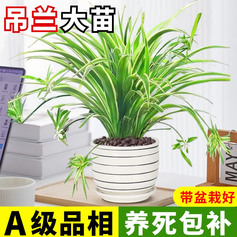 金边吊兰盆栽花卉植物室内阳台净化空气去甲醛小绿植水培垂吊客厅