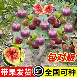 无花果树果苗矮化盆栽特大果波姬红金傲芬斯特拉庭院无花果苗树苗