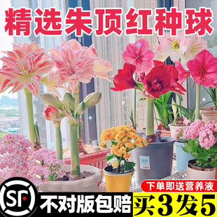 朱顶红重花瓣大种球盆栽带花卉苞鬼魅阿弗雷耐寒进阳台口庭院植物