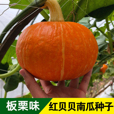 红贝南瓜种子板栗香甜粉糯