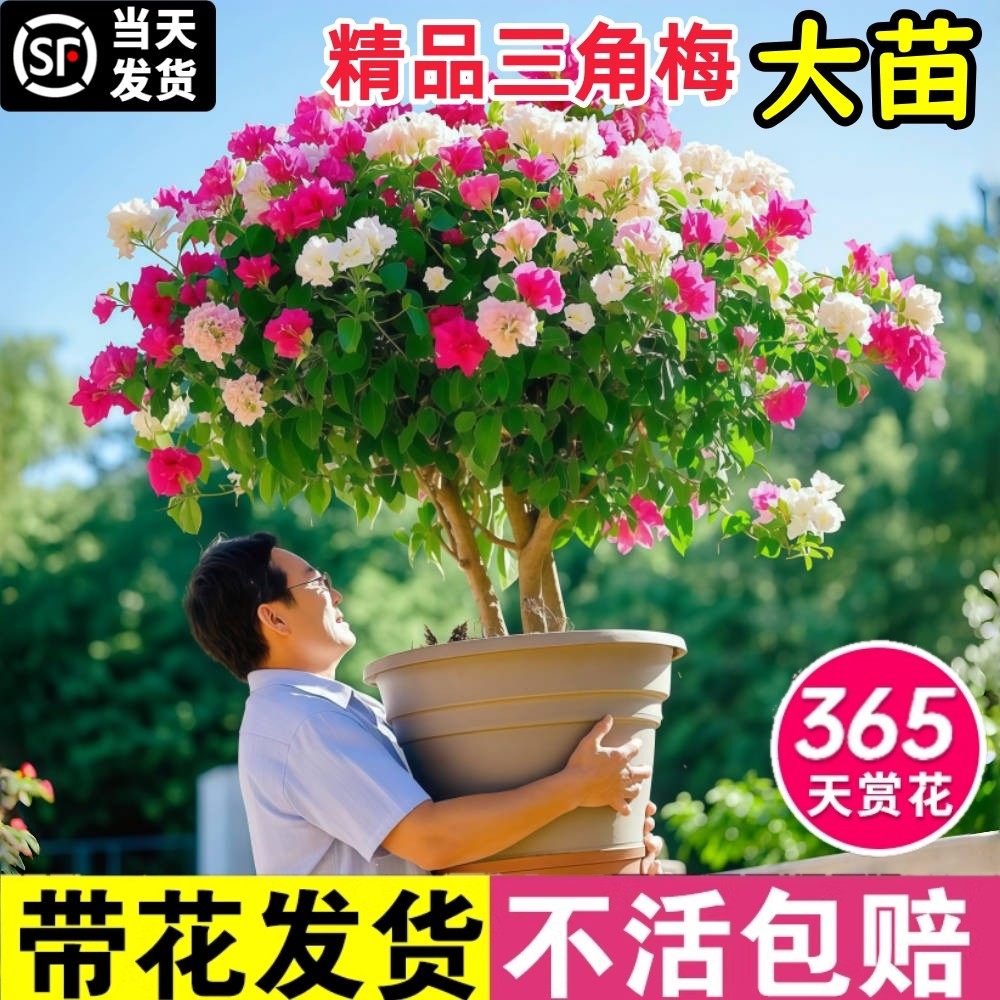 重瓣三角梅盆栽室内阳台庭院特大苗带花绿樱老桩爬藤植物多季开花,鲜花速递/花卉仿真/绿植园艺,时令草本花卉,淘宝优惠券,粉丝福利购,淘宝优惠卷