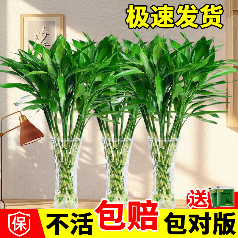 富贵竹水培植物养发财带根