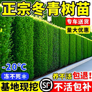 冬青树苗法国北海道黄杨直立篱笆墙庭院围墙植物四季常青耐寒绿篱