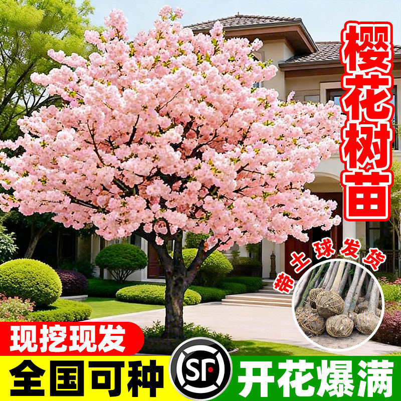 樱花树苗公园景区庭院大树工程绿化风景树南北方乔木种植花卉盆栽,鲜花速递/花卉仿真/绿植园艺,行道树/乔木,淘宝优惠券,粉丝福利购,淘宝优惠卷