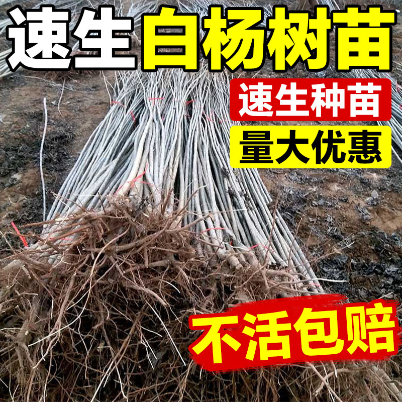 白杨树苗杨树速生107无絮3804插条四季绿化植物园林工程杨树树苗