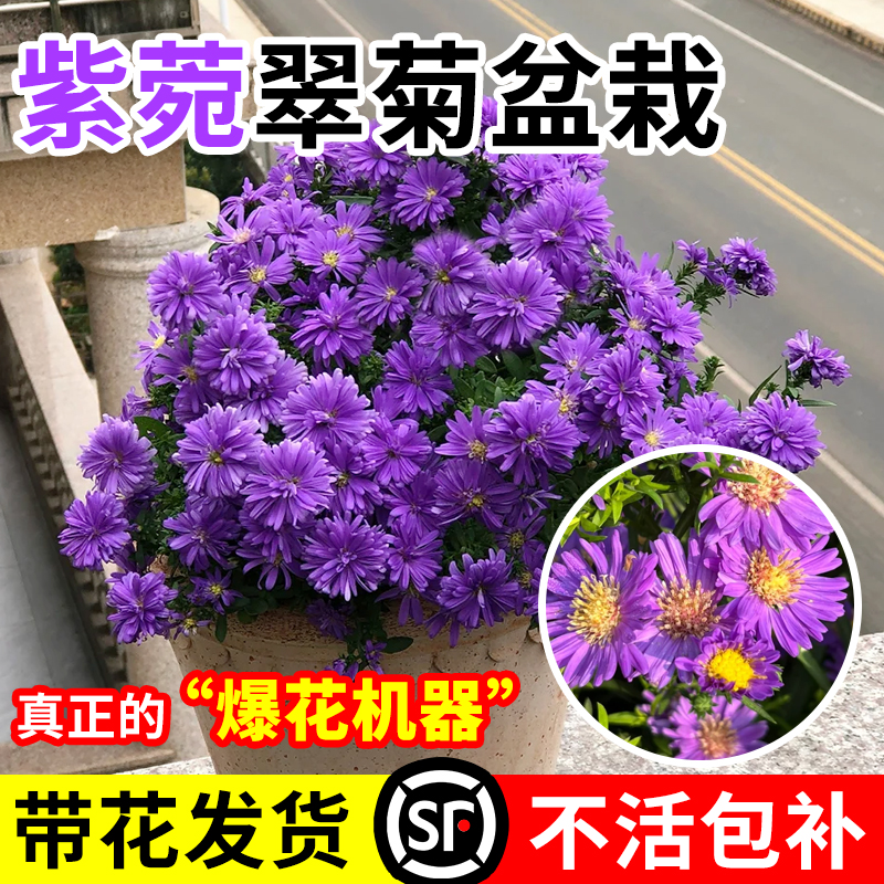 荷兰菊盆栽小卡罗紫苑花镜