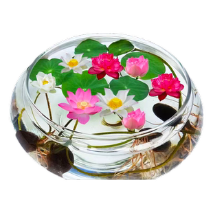 碗莲种子水培植物花卉室内花好养籽水养荷花睡莲盆栽绿植