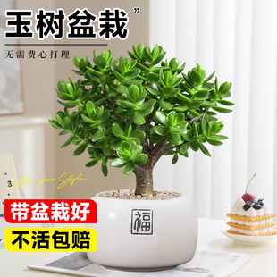 特大号玉树盆栽老桩室内多肉植物办公室桌面耐阴懒人绿植四季好养