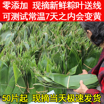 2025年新粽叶 江西野生现摘新鲜粽叶 箬叶 竹叶 棕叶免邮真空送线