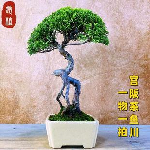 基地直销一物一拍宫阪系鱼川真柏盆景室内植物盆栽办公室阳台摆件