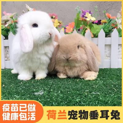 宠物兔活物迷你兔子纯种荷兰垂耳兔活体猫猫兔侏儒兔小体型茶杯兔