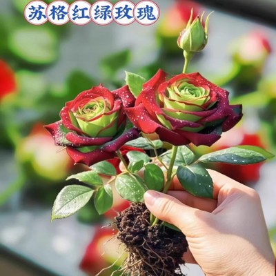 寻独特花卉选苏格兰红绿玫瑰超美