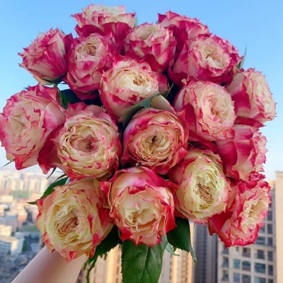 进口苏格兰红绿玫瑰花树苗绿纹老桩绿植花卉盆栽稀有品种基地直发