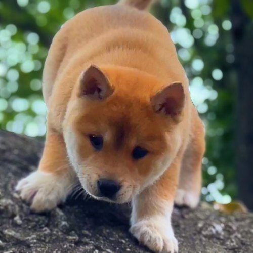 黄狗白面宠物幼犬中型中华田园犬