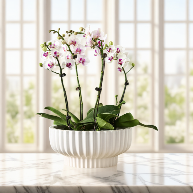 年宵蝴蝶兰专用花盆组合3-8杯陶瓷花卉绿植多肉矮款创意新品大号,鲜花速递/花卉仿真/绿植园艺,花盆,淘宝优惠券,粉丝福利购,淘宝优惠卷