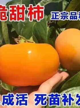 特大号脆甜柿子树果苗盆栽庭院果树嫁接北方耐寒矮化火晶柿子大树