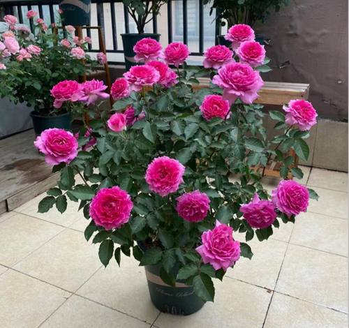 无刺天方夜谭月季灌木大花浓香多头庭院阳台露台花卉盆栽地栽花卉 - 封面